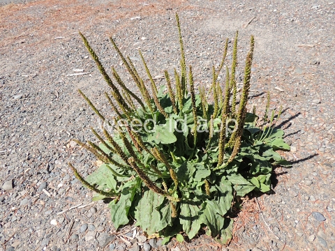 plantain, broadleaf